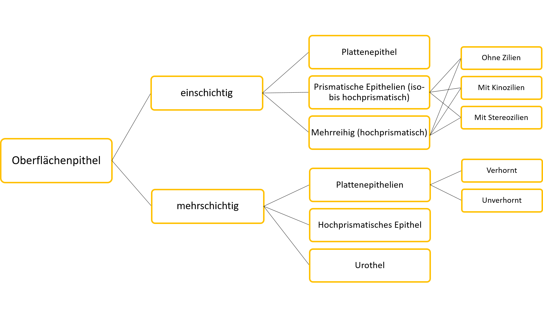 Abbildung Übersicht Oberflächenepithlien