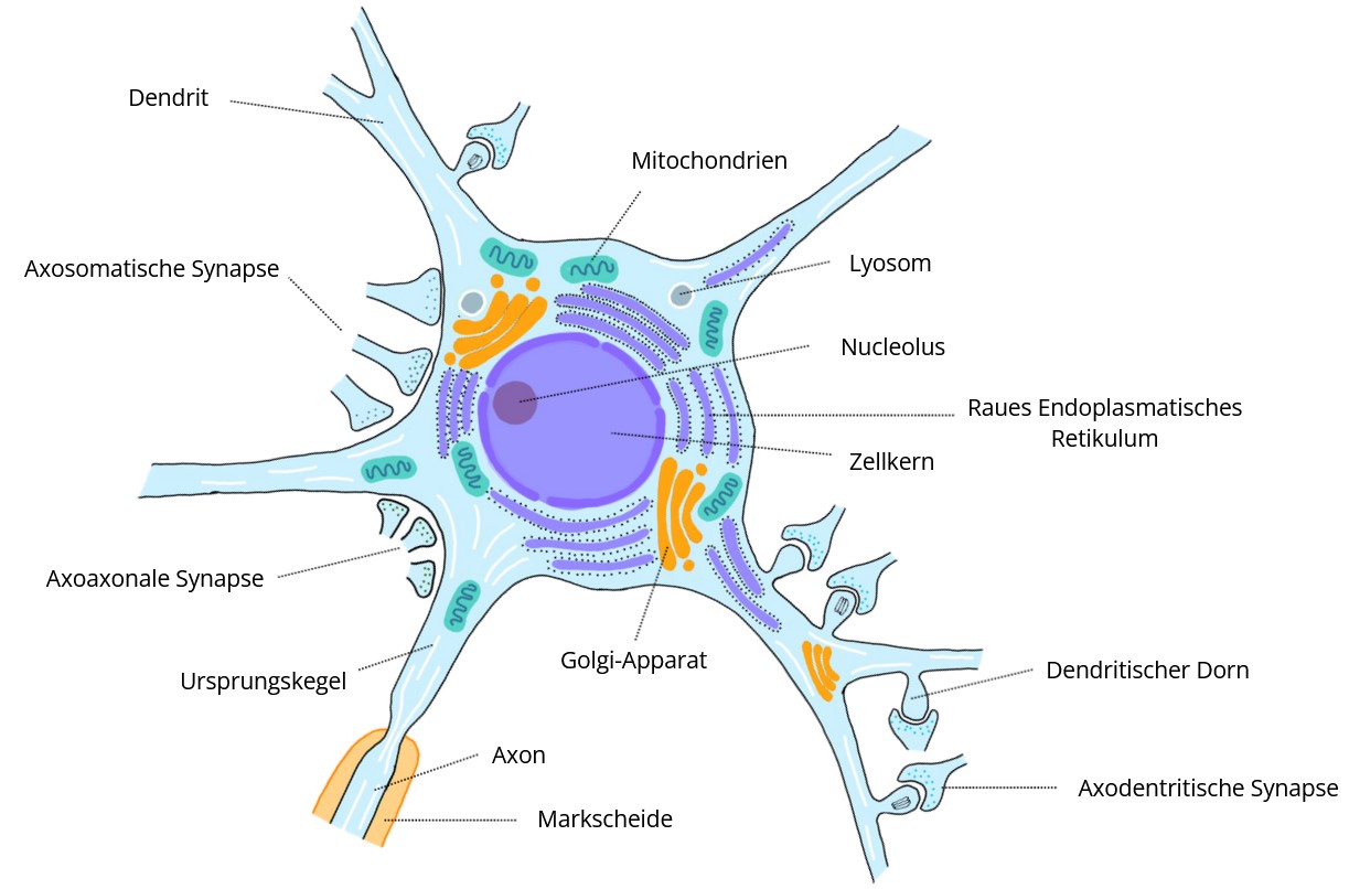 Aufbau Neuron