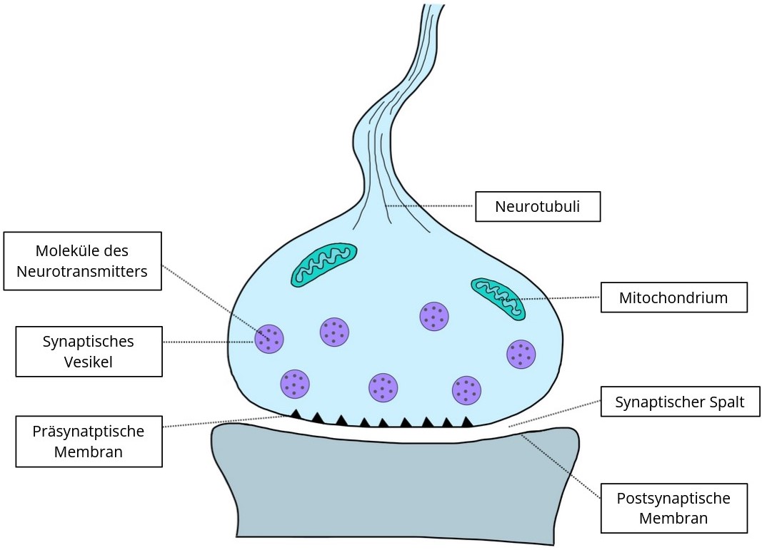 Aufbaus Synapse